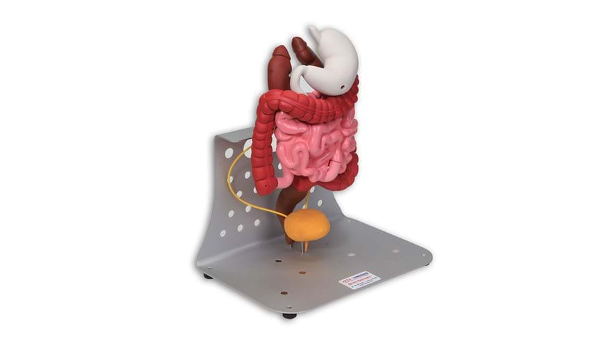 Otto Ostomy Advanced Model with abdominal anatomy 