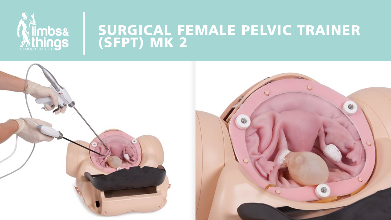 Surgical Female Pelvic Trainer - USA