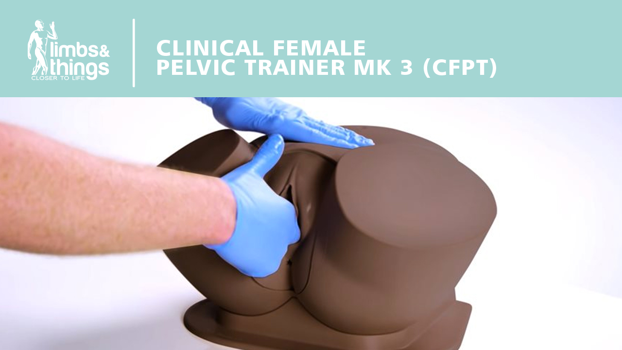 Clinical Female Pelvic Trainer - USA