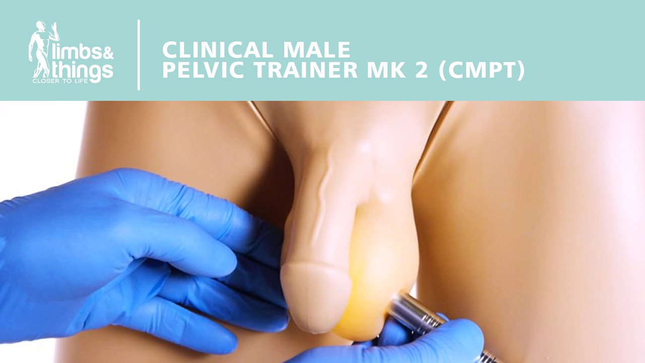 Clinical Male Pelvic Trainer - USA