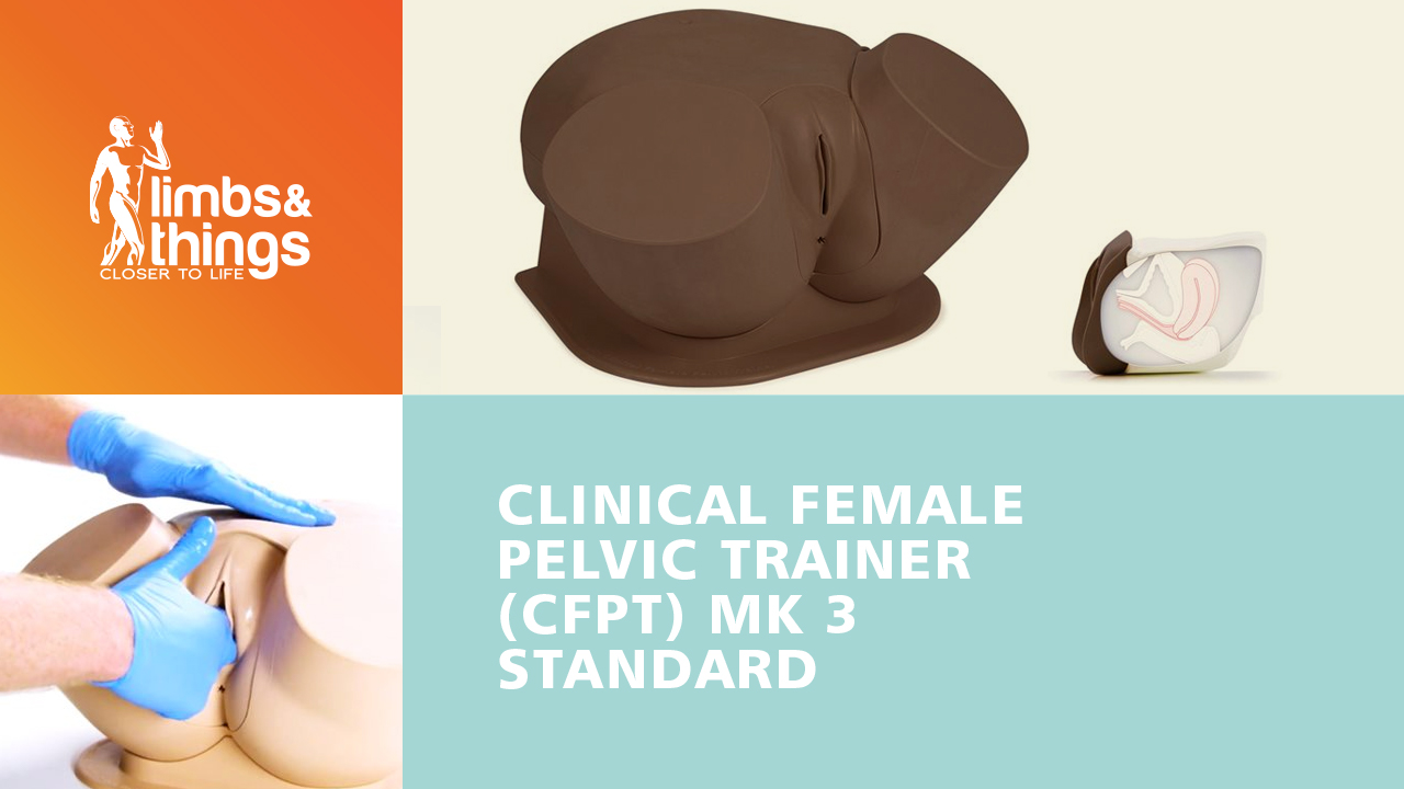 临床用女性骨盆 (CFPT) Mk 3 标准版