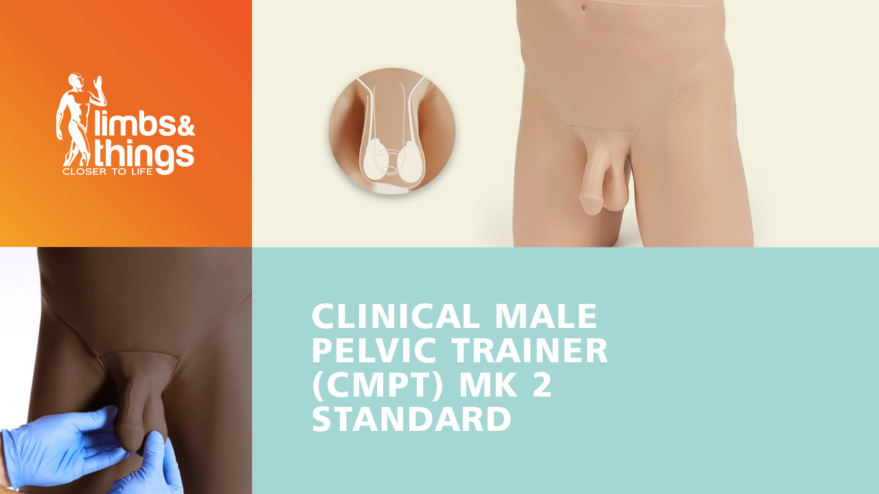 Standard Clinical Male Pelvic Trainer