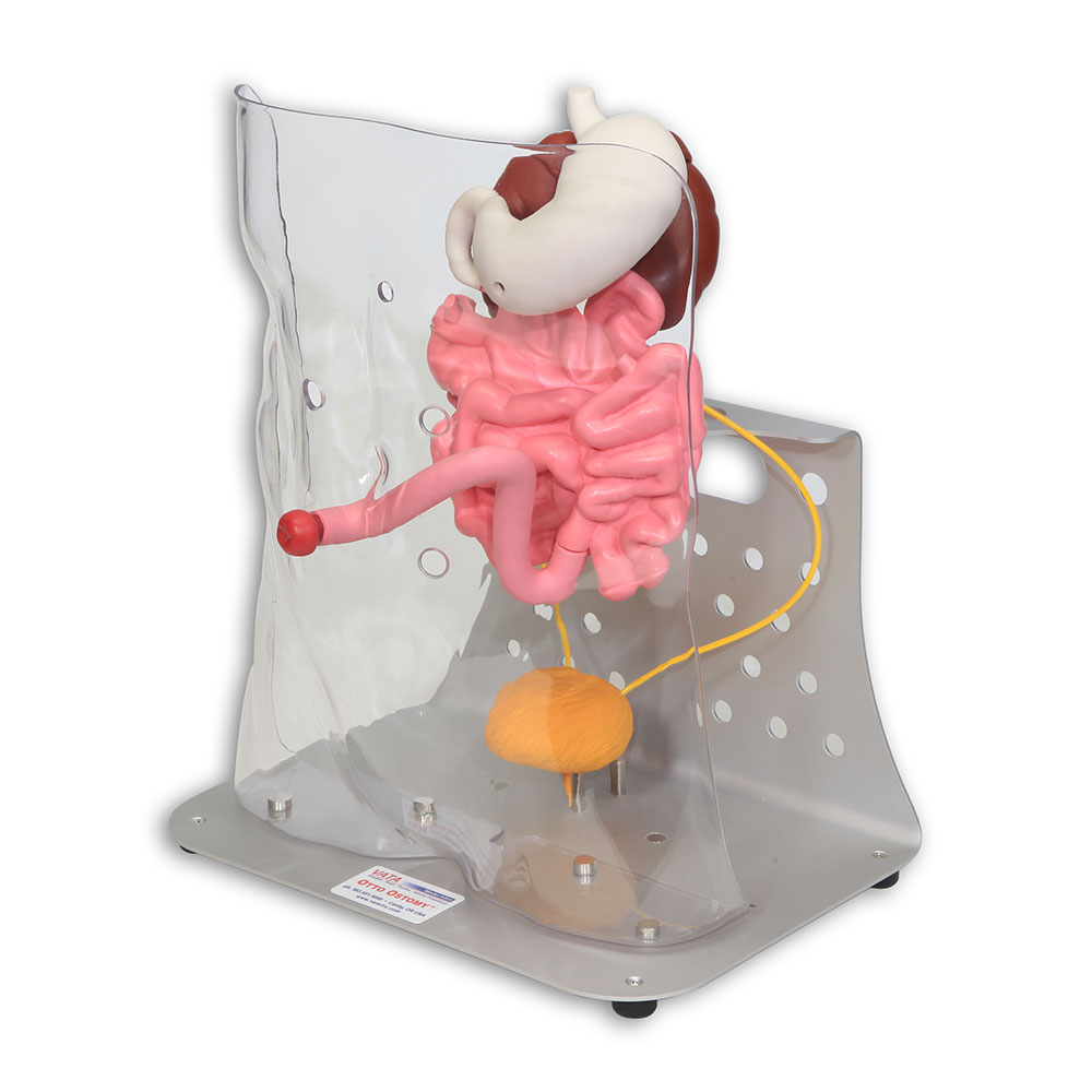 Otto Ostomy Trainer | Limbs & Things Global