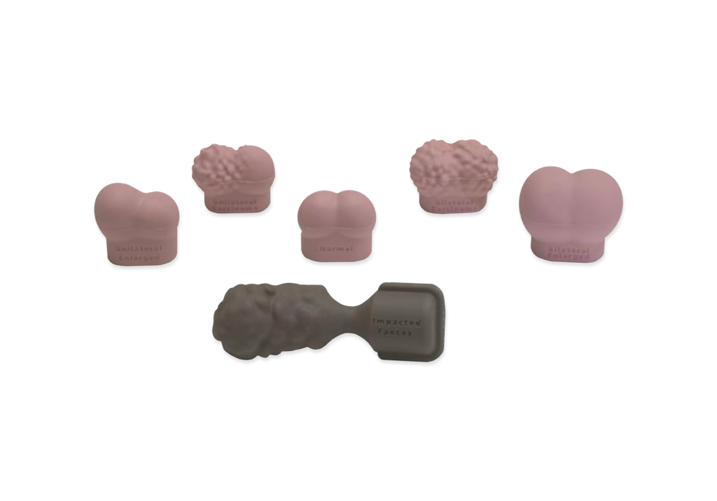 Male Rectal Examination Trainer - Advanced (Light Skin Tone) | Limbs ...